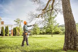 Best Tree Disease Treatment  in Archdale, NC