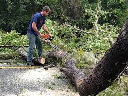 Best Fruit Tree Pruning  in Archdale, NC