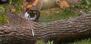 Best Leaf Removal  in Archdale, NC