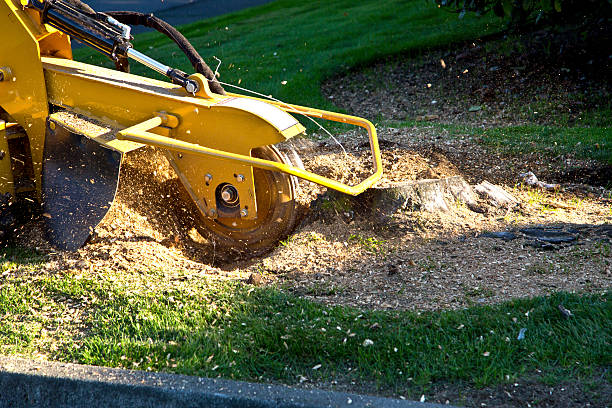 Best Firewood Processing and Delivery  in Archdale, NC