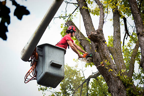 Best Tree Health Inspection  in Archdale, NC